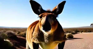 buff kangaroo