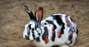 harlequin rabbit
