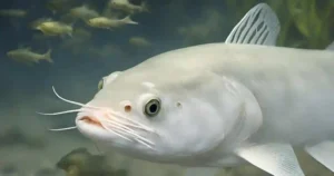 white catfish