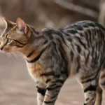 sokoke cat